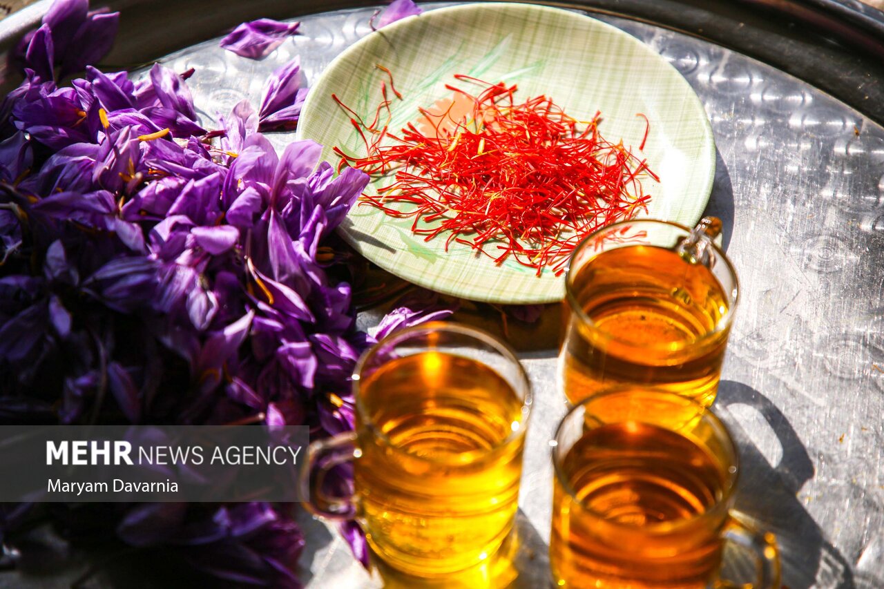 عکس/ برداشت «طلای سرخ» از مزارع خراسانشمالی