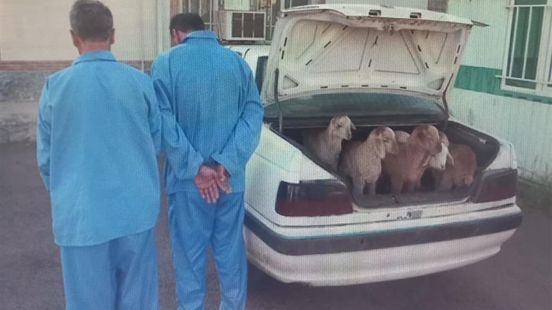 سارقان احشام در بیلهسوار دستگیر شدند