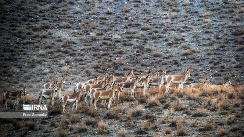 تور گردشگری هوایی در پارک ملی کویر راه اندازی میشود