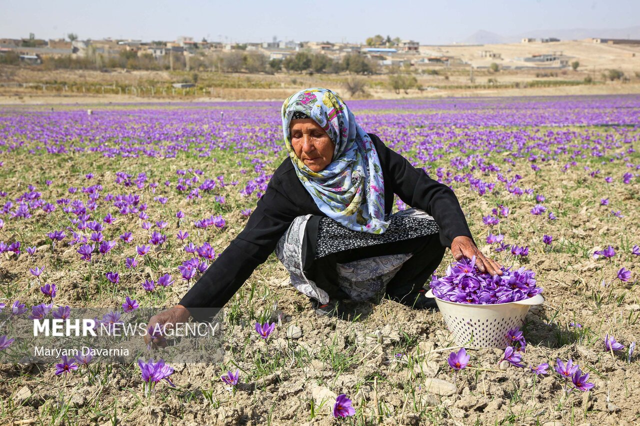 عکس/ برداشت «طلای سرخ» از مزارع خراسانشمالی
