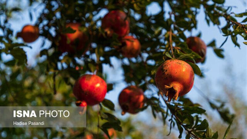 فارس در صدر تولید انار کشور قرار دارد/وجود ۲۸ هزار هکتار باغ انار