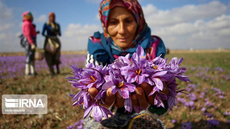 تحویل روزانه گل زعفران فاروج خراسان شمالی ۸۸ درصد کاهش یافت
