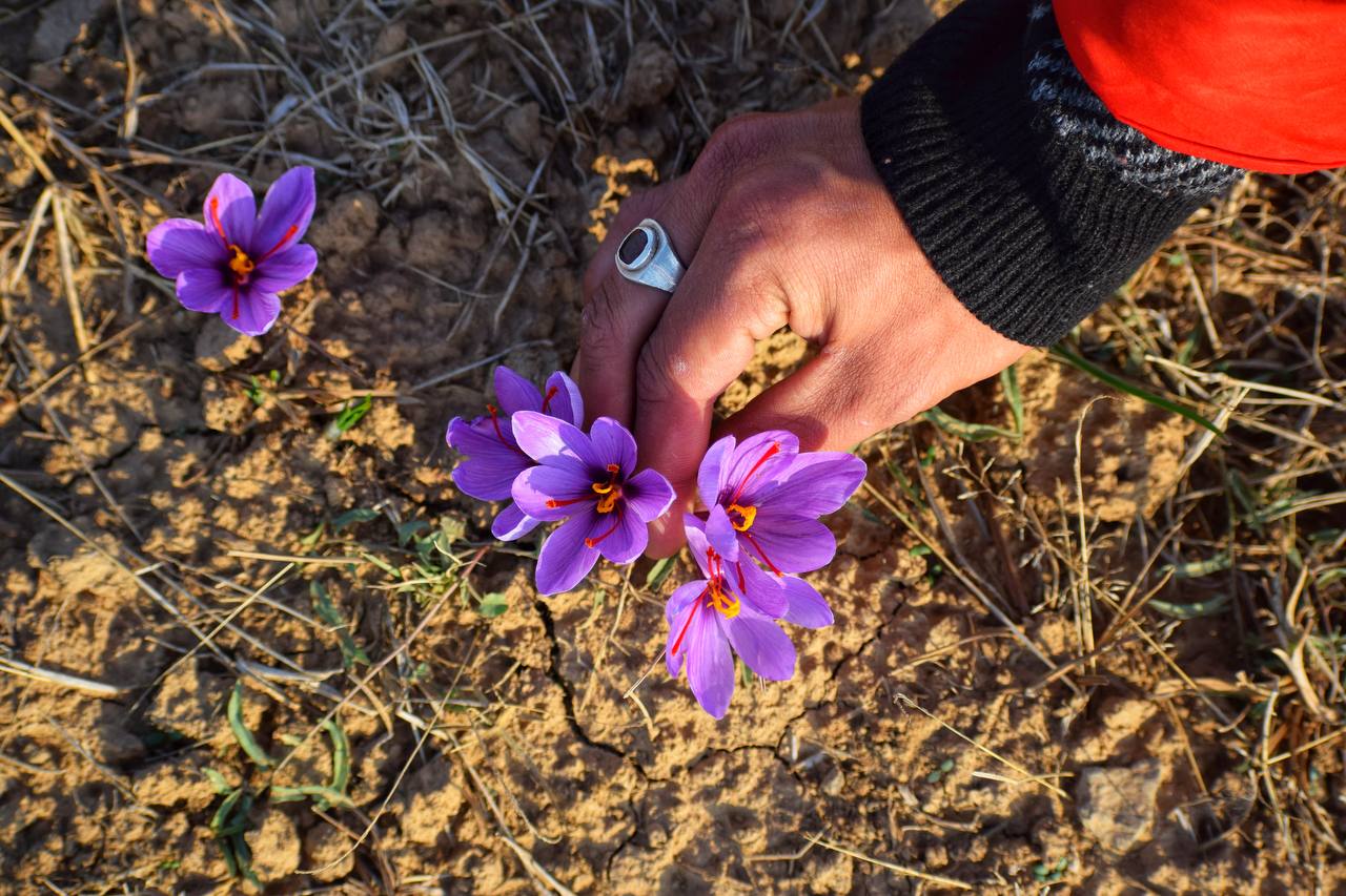  کشت زعفران در کشمیر هند