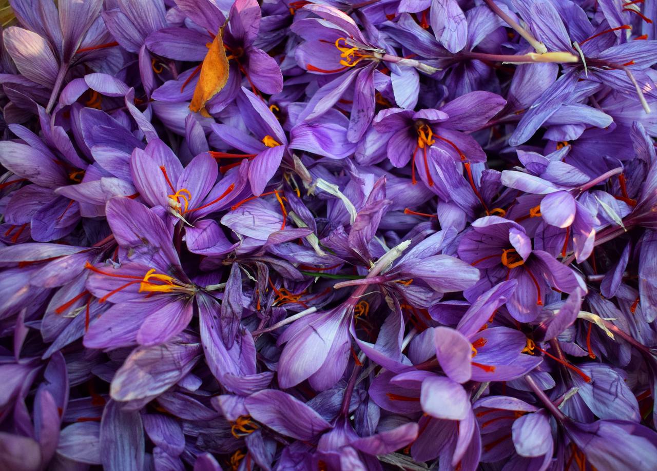  کشت زعفران در کشمیر هند