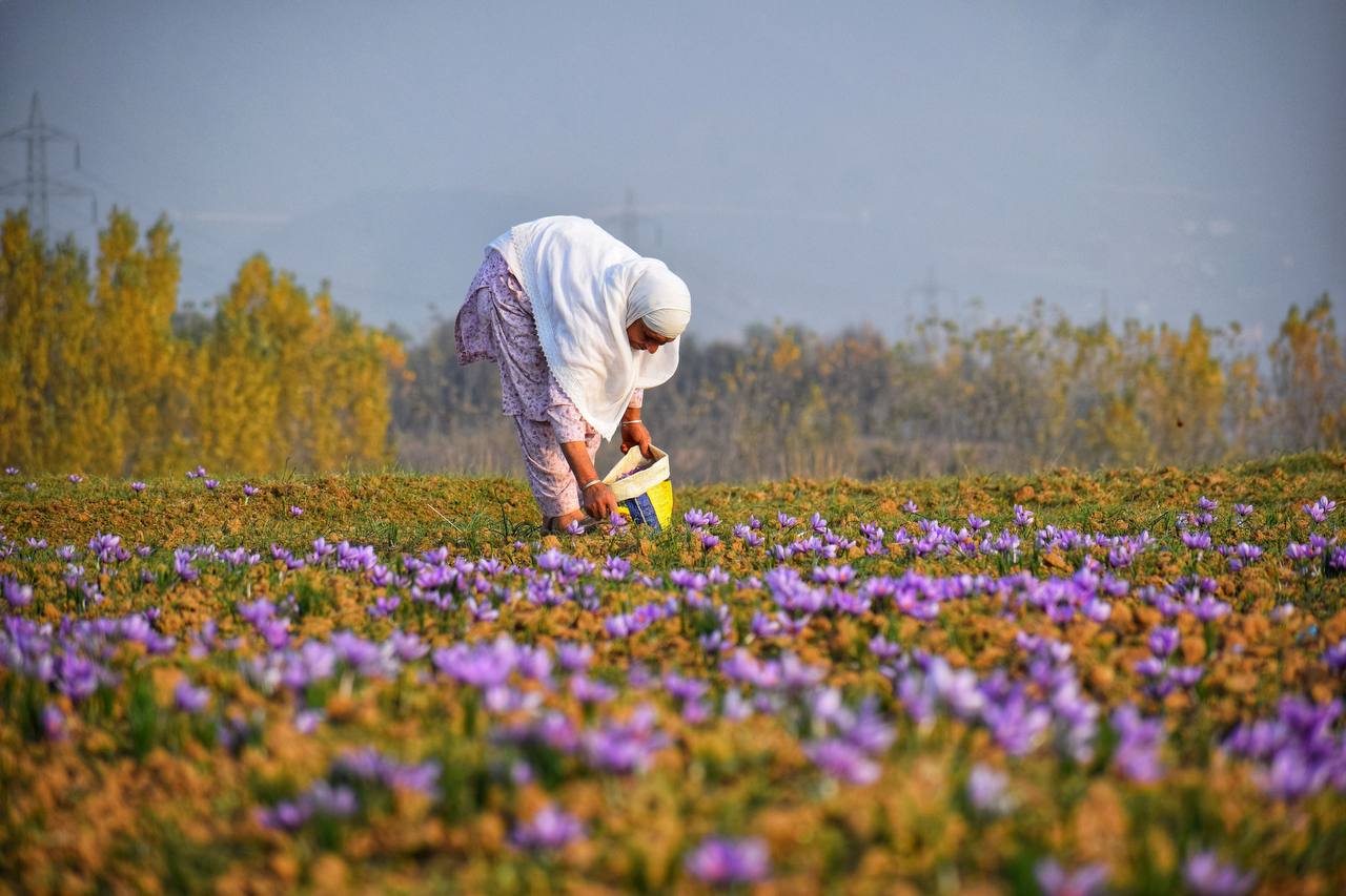  کشت زعفران در کشمیر هند
