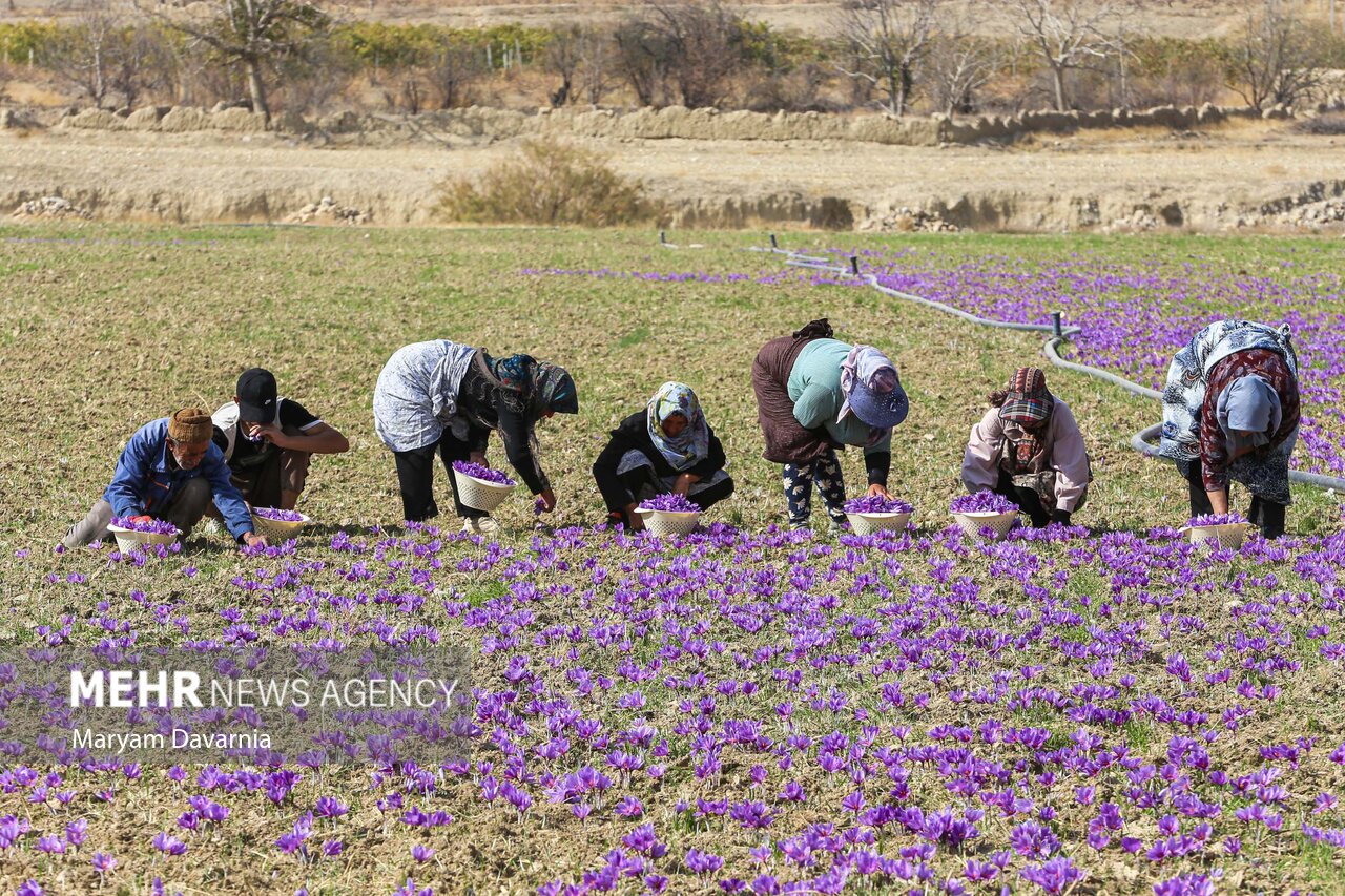 عکس/ برداشت «طلای سرخ» از مزارع خراسانشمالی
