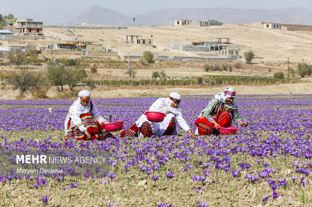 عکس/ برداشت «طلای سرخ» از مزارع خراسانشمالی