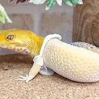 مارمولک در حال پوستاندازی