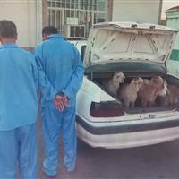 سارقان احشام در بیلهسوار دستگیر شدند
