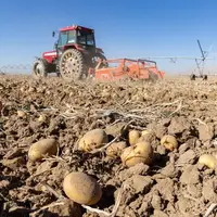 برداشت سیب زمینی از مزارع فیروزکوه