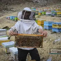 از دشت تا شهد؛ قصه عسل در سرزمین سبز بجنورد