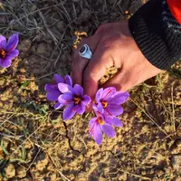 کشت زعفران در کشمیر هند