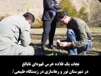 فیلم/ نجات یک قلاده خرس قهوهای در مازندران