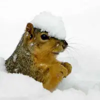 جست و خیز برفی بامزه