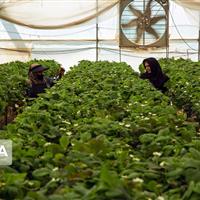 اجرای بیش از ۳۰ هزار طرح اشتغالزایی بنیاد برکت در مناطق محروم کشور