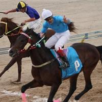 هفته ششم مسابقات اسبدوانی کورس پاییزه کشور در یزد برگزار شد