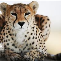 اجرای برنامه جامع حفاظت از ۱۵۴ گونه در خطر انقراض ایران