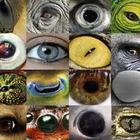 ⁨ ⁨ دنیا از دید حیوانات