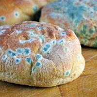 قویترین سموم بیماریزا در مواد غذایی فاسد و کپکزده