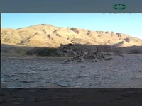 ثبت تصویر پلنگ ایرانی در نایین اصفهان