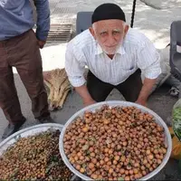 کندس، گنج طبیعت گلستان با خواصی فراتر از انتظار