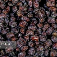 برداشت ۳۵۰ هزار تن خرما در سیستان و بلوچستان