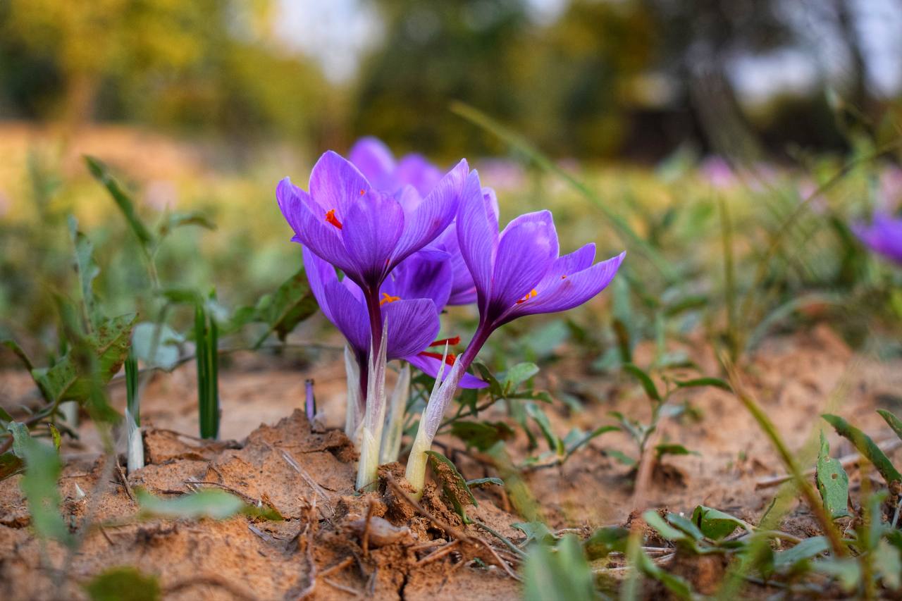  کشت زعفران در کشمیر هند
