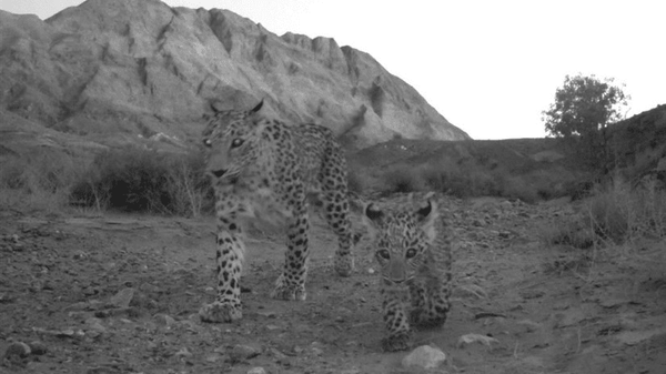 عکس/ ثبت حضور ۳ پلنگ ایرانی در حیات‌وحش عباس‌آباد نایین