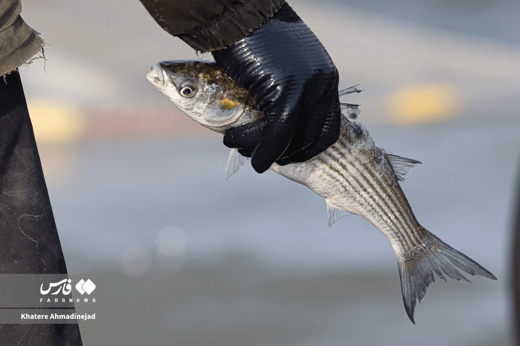 آغاز فصل صید در کاسپین