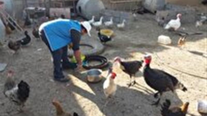 بیش از صد هزار قطعه طیور روستایی استان قم واکسینه شدند