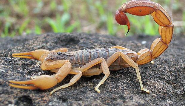 عقرب گزیدگی عامل بیشتر مسمومیت‌ها در دزفول است