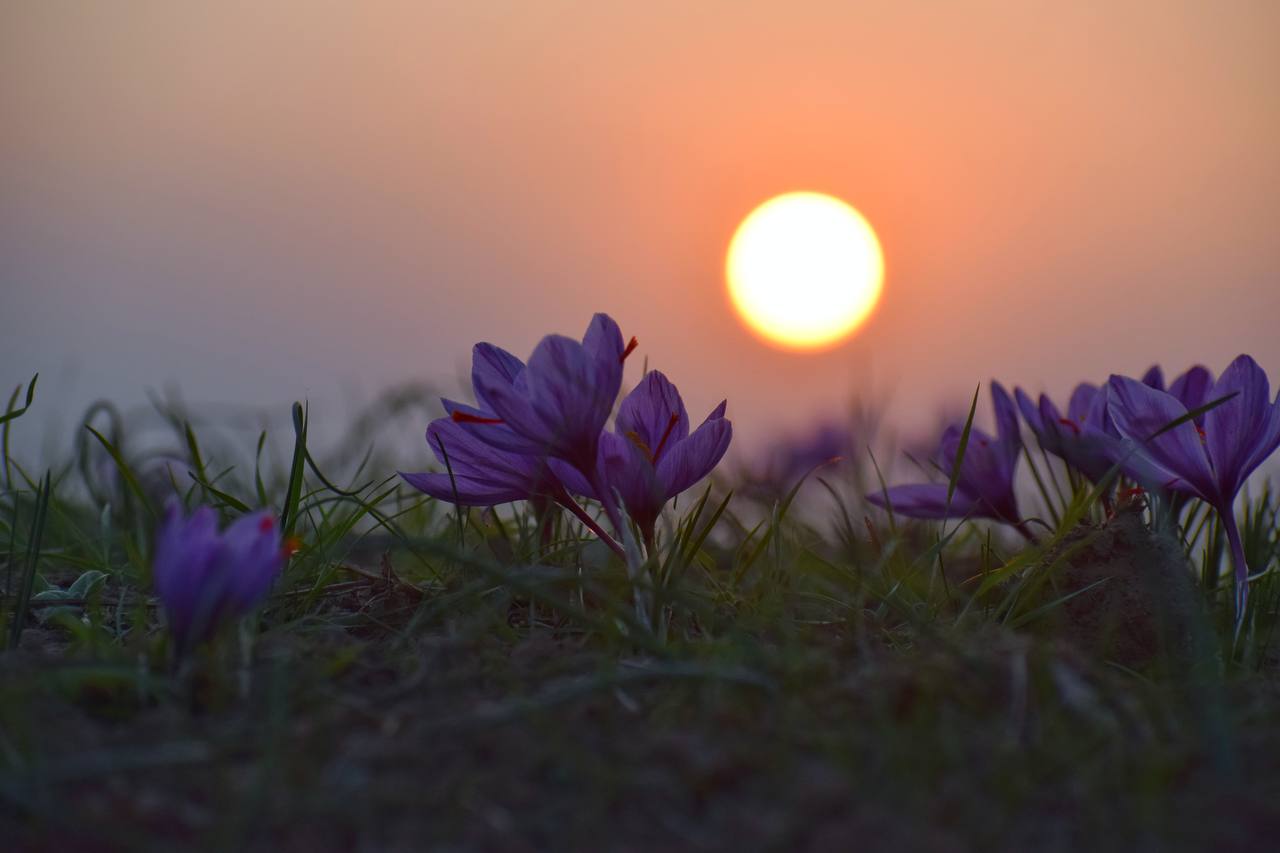  کشت زعفران در کشمیر هند