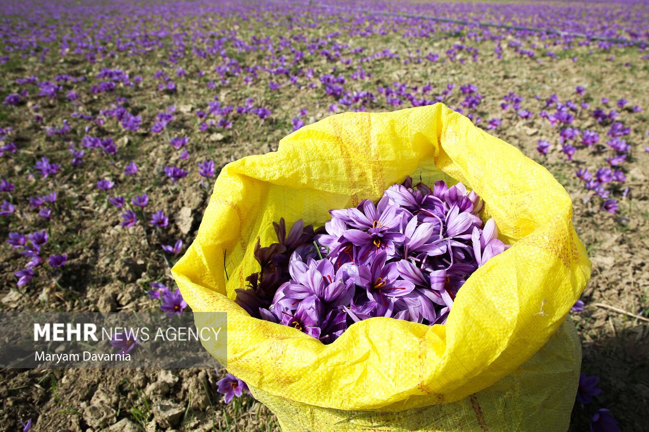 عکس/ برداشت «طلای سرخ» از مزارع خراسانشمالی