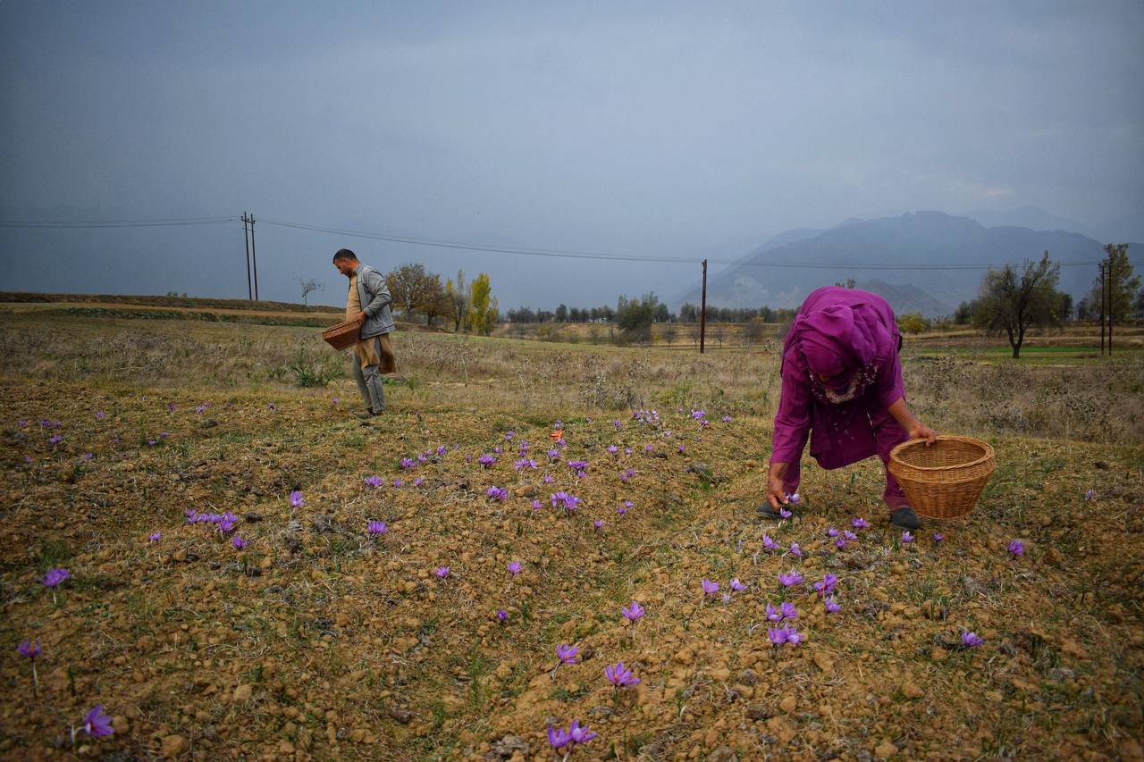  کشت زعفران در کشمیر هند