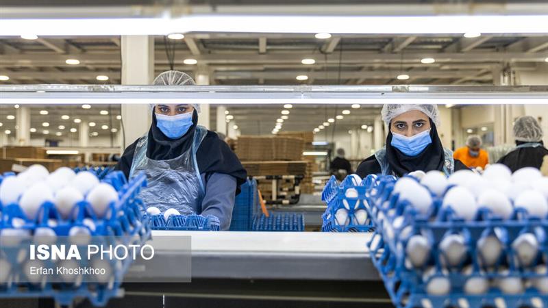 کاهش هزینههای تولید با اجرای طرح «طاها» در استان زنجان