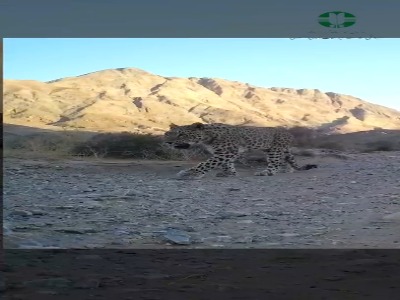 ثبت تصویر پلنگ ایرانی در نایین اصفهان