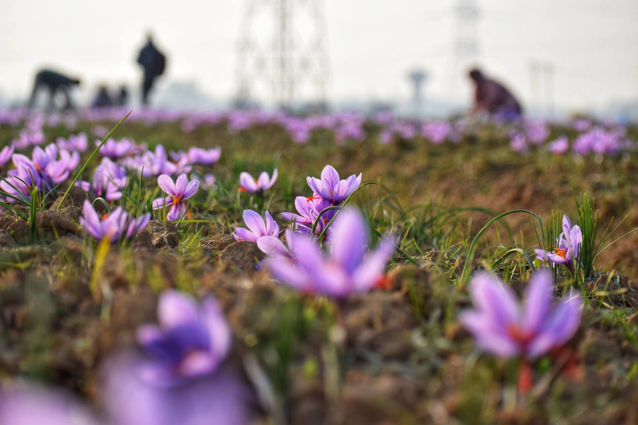  کشت زعفران در کشمیر هند