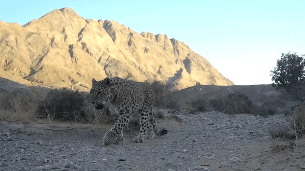 عکس/ ثبت حضور ۳ پلنگ ایرانی در حیات‌وحش عباس‌آباد نایین