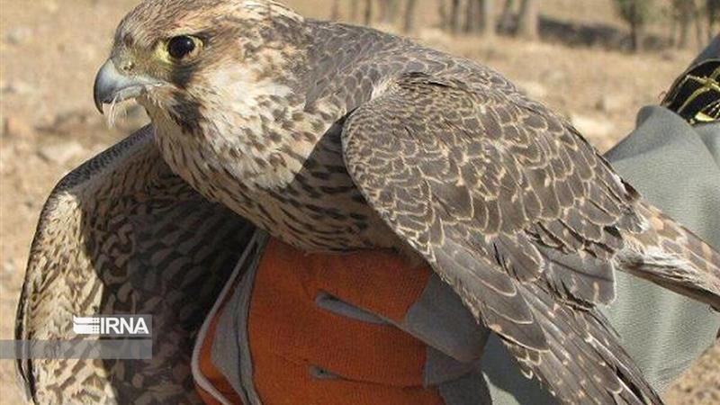 پرندگان شکاری خراسانشمالی قربانی تجارت سیاه به کشورهای عربی
