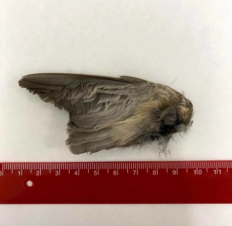 گوناگون/ خفاشی سریعتر از جت!