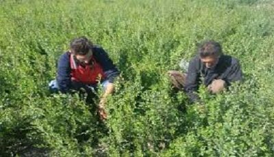 آغاز برداشت مرحله دوم حنا در جنوب کرمان