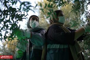 برداشت زیتون در علی آبادکتول