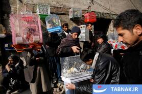 بازار پرندگان کابل؛ سنتهای کهن در دل زندگی مدرن