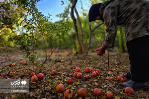 عکس/ پاییز و انارچینی در یزد