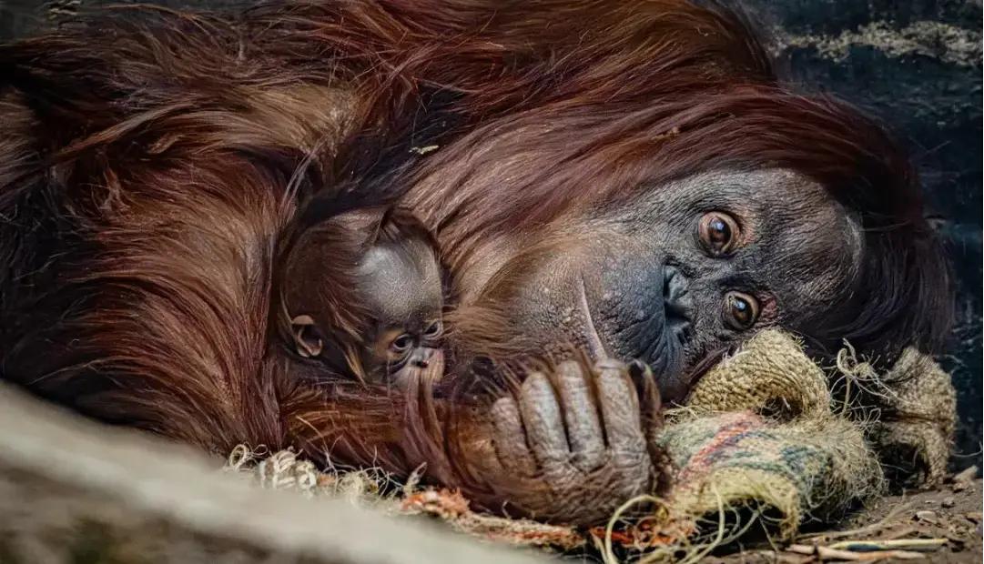 تولد اورانگوتان نادر در باغوحش؛ بارقه امید برای گونهای رو به انقراض