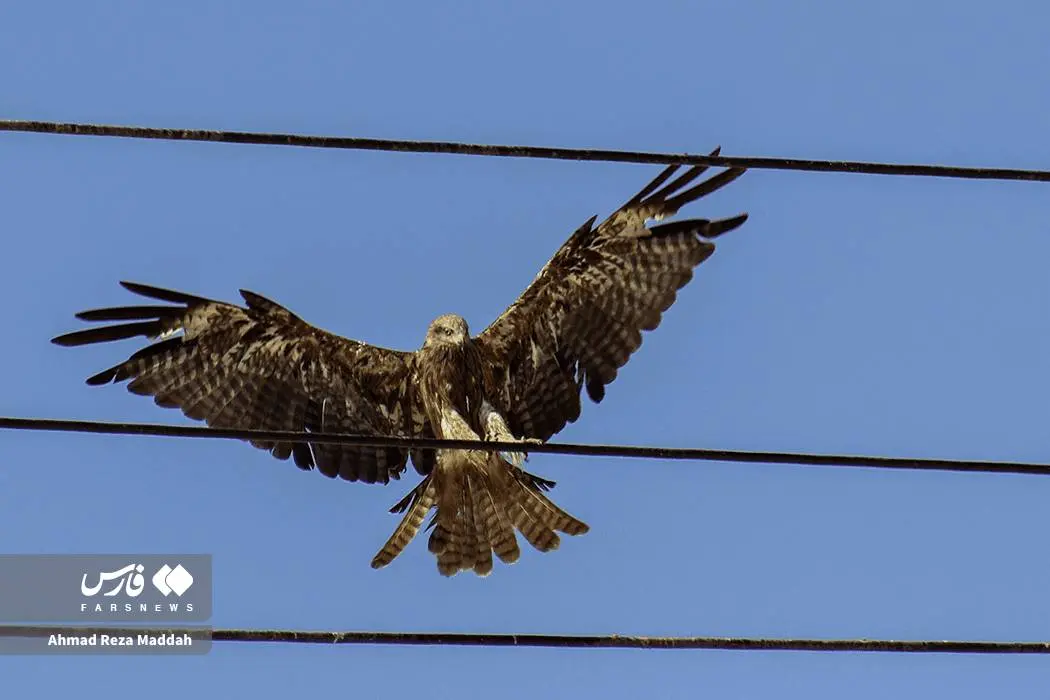 حضور کمنظیر کورکورهای سیاه در شیراز