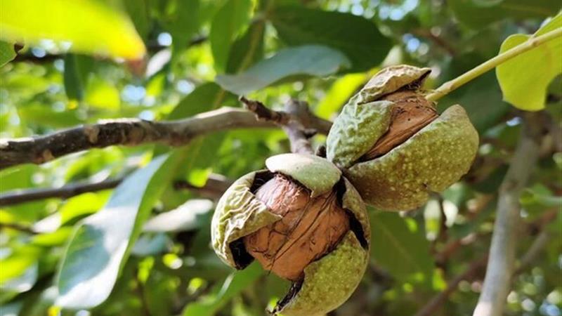 برداشت محصول از باغهای گردو استان فارس پایان یافت/ برداشت ۱۴ هزار تن گردو