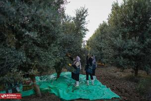 برداشت زیتون در علی آبادکتول