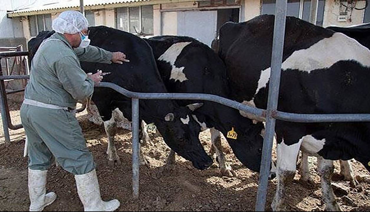 شناسایی سویه جدید تب برفکی در ایران پس از ۴۲ سال/ دامپزشکی: تب برفکی کنترل شد