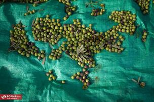 برداشت زیتون در علی آبادکتول